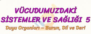 VÜCUDUMUZDAKİ SİSTEMLER VE SAĞLIĞI – 5 / BURUN, DİL VE DERİ