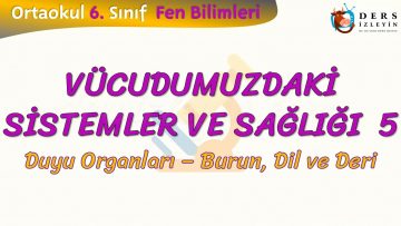 VÜCUDUMUZDAKİ SİSTEMLER VE SAĞLIĞI – 5 / BURUN, DİL VE DERİ