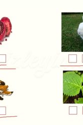 N – n SESİNİ ÖĞRENELİM-